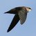 Vaux's Swift